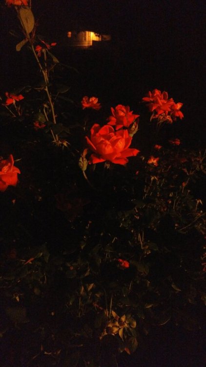 digital photography crappy phone pic roses flowers