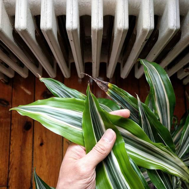 Plant Cult — houseplantjournal House plant care is as easy&hellip;