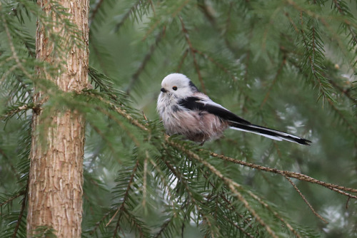 michaelnordeman:Long-tailed tit/stjärtmes.