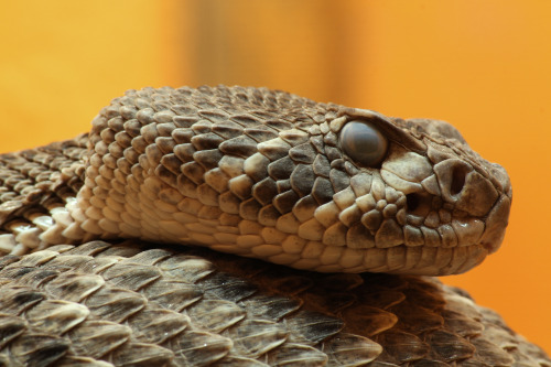 exotic-venom:Crotalus atroxCommon Names: Engl.: Western...