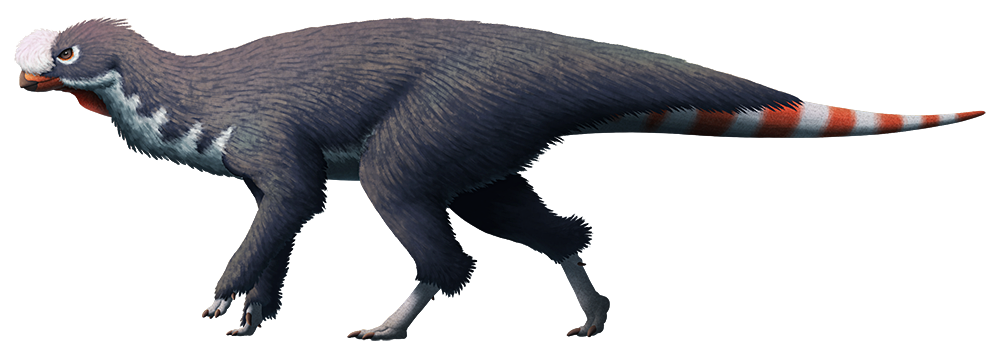 Pisanosaurus mertii from the Late Triassic of Argentina (~228-216 mya).
Known only from a partial skull and a few pieces of its skeleton, this 1m long animal (3â²3â³) is usually considered to the be the earliest known member of the ornithischian...