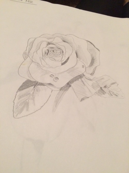 rose drawing on Tumblr