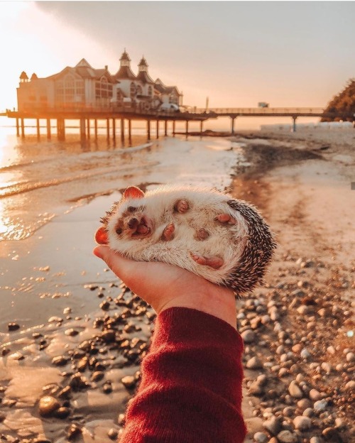 awwchive