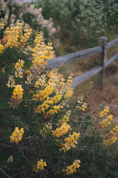 herbalnature