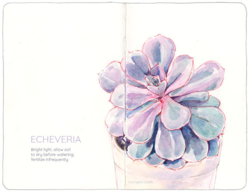 my art plant fanart sketchbook succulent echeveria plants botanical botanical art plant portrait gardening indoor garden urban garden houseplant watercolor illustration traditional art artists on tumblr