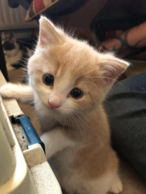 awwcutepets