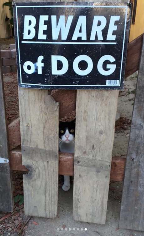 babyanimalgifs:Funny “beware of the dog” signs and the very...