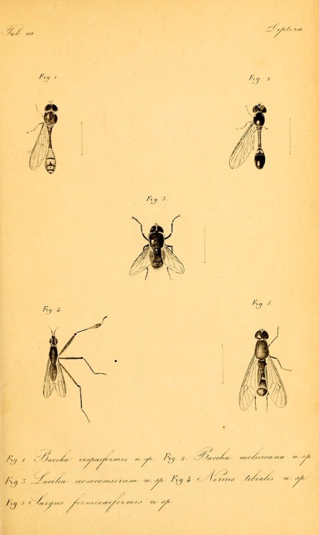 Diptera of the Dutch East Indies and related subjectsBy...