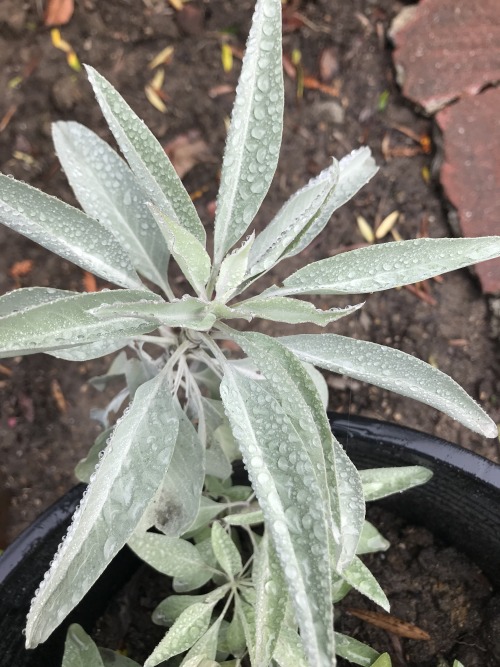 petratheconnect