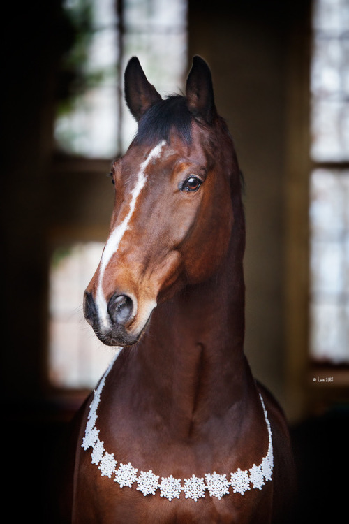 lainphotography:Christmas Horsies