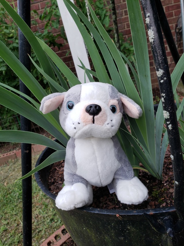 webkinz pitbull puppy