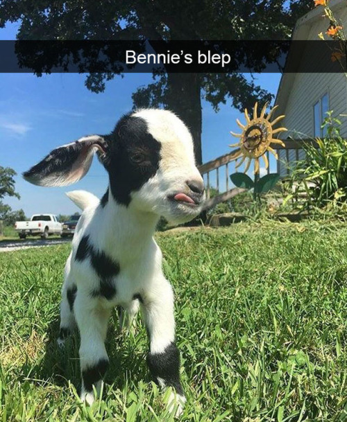 animalsnaps:More animal snaps