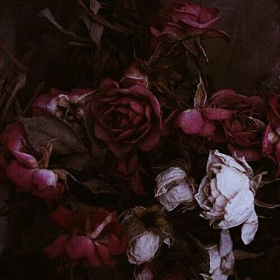 Dark Red Aesthetic Flowers Largest Wallpaper Portal