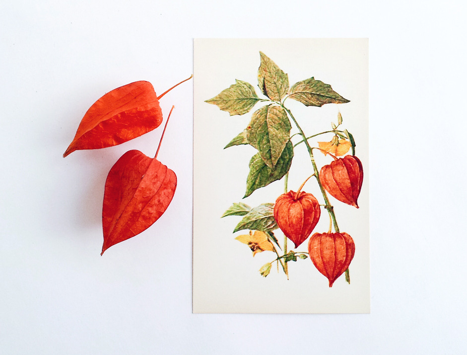 Physalis ♥ (postcard from 1980, physalis from my garden)