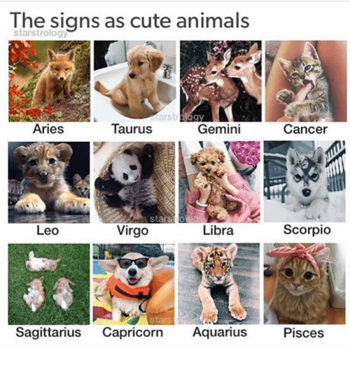 zodiacharem:We’re doing astrology readings for your pets over...