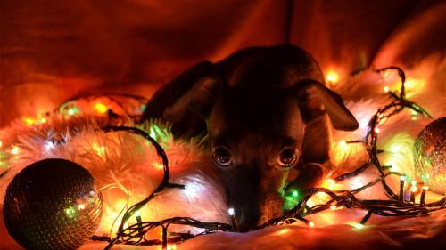 aswechoke:Here are some dogs wearing Christmas lights.