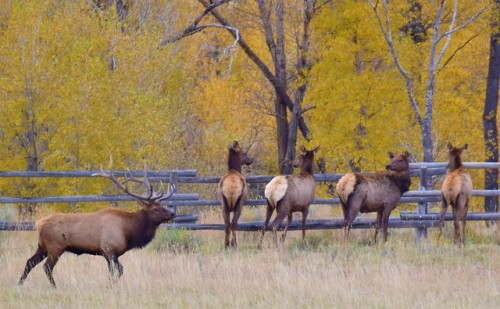 clumsum:Line em up! 10-6-18