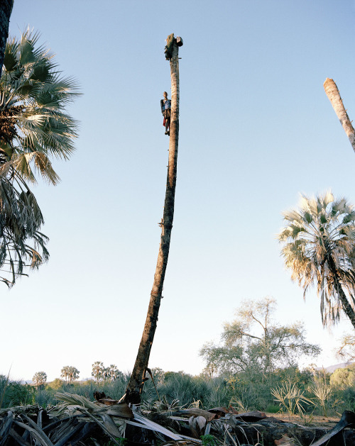 thesoulfunkybrother:- Palm wine collectors , Kunene Region ....