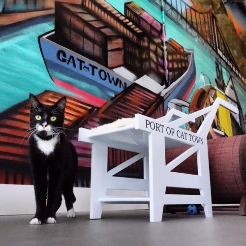 cattowncafe:We’re excited to announce that on October 25th,...