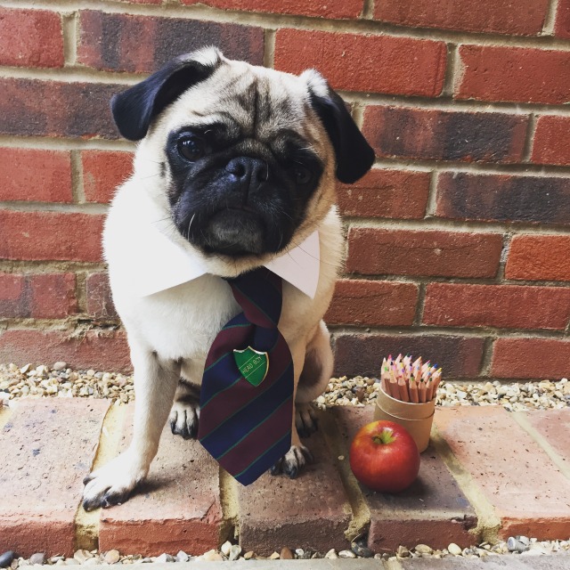 Doug The Pug Therapy Dog Goes Back To School