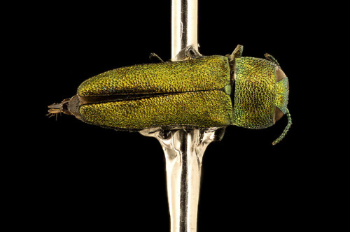 Beetles from Kruger National Park in South Africa.  Anthaxia...