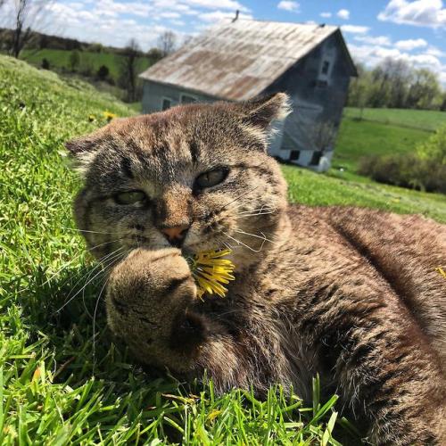 awwww-cute:Cheddar, destroyer of dandelions (Source:...