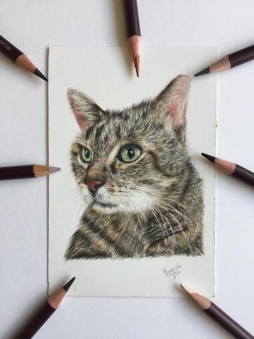 cutecatsgifsandetc