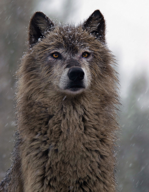 beautiful-wildlife:Dark Gray Wolf by Pristine Images