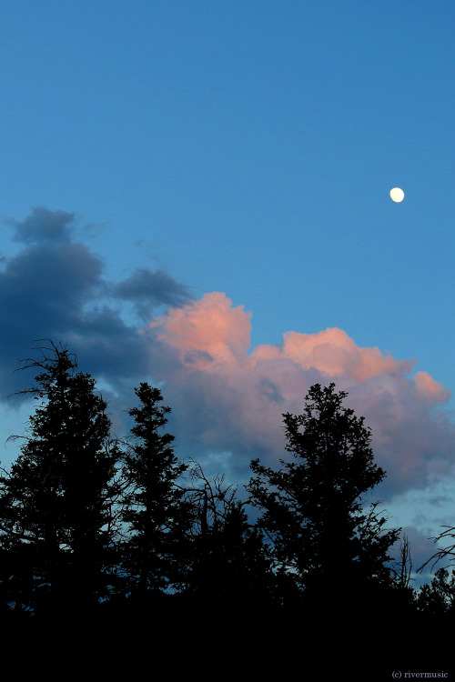 Winding Moonrise Tumblr