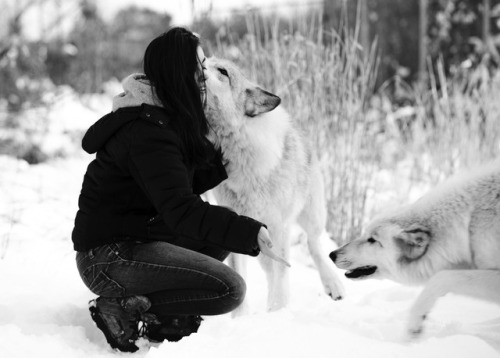 Working with wolves by Stephen Canino Photography