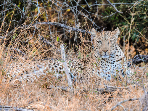 bio-diversity:Female Leopard, Kruger National Park