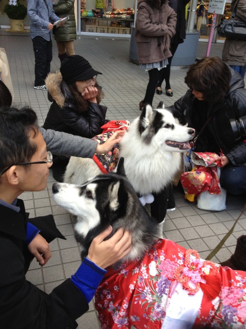 manafromheaven:candidcantrix:So, I was out in Odaiba with my...