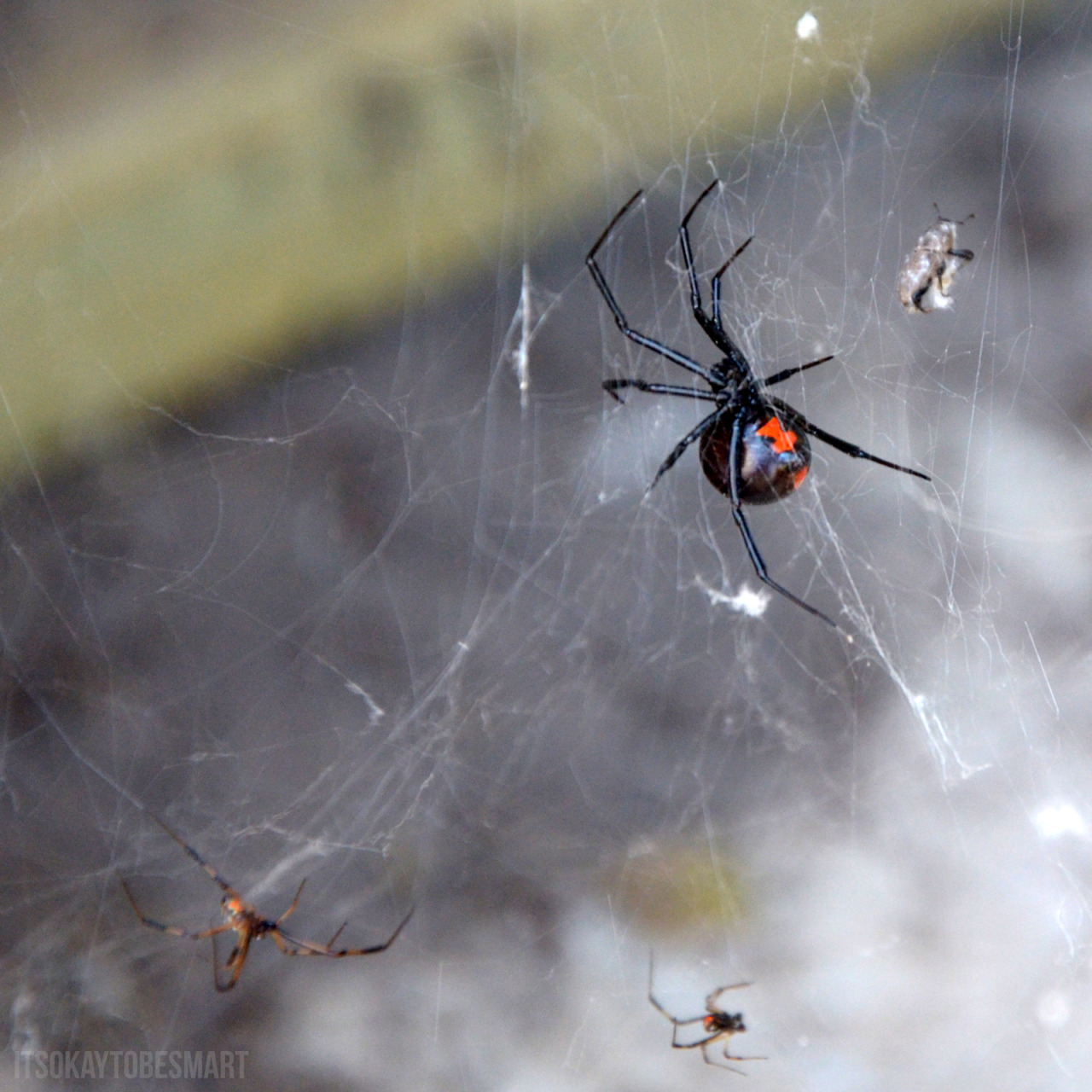 It's Okay To Be Smart • This is not the black widow that ...