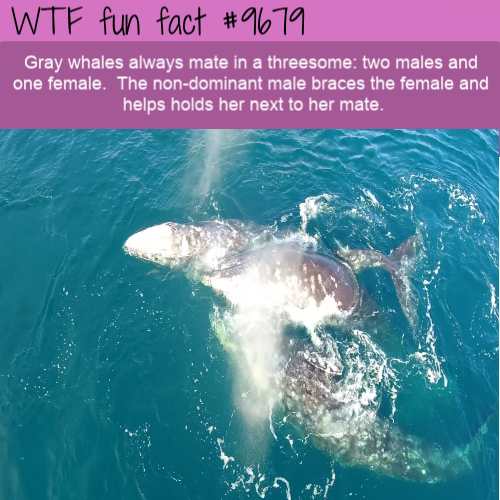 Gray whales always mate in a threesome: two males and one female.  The non-dominant male braces the female and helps holds her next to her mate.