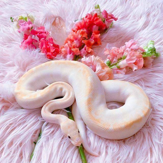 cute snake on Tumblr