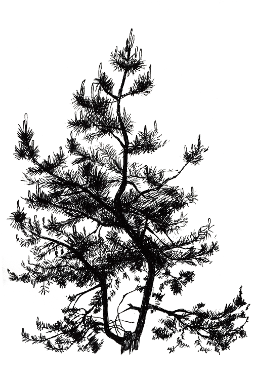 young pine tree in spring on hospital grounds, black gel pen by BraveKate