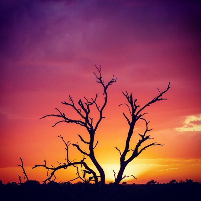 <p>Sunset at Kings Camp. </p>
<p>#experientialtravel <br/>
#sunset (at Kings Camp Lodge)<br/>
<a href="https://www.instagram.com/p/Bx7gViBAnlV/?igshid=12wqdobisqr7" target="_blank">https://www.instagram.com/p/Bx7gViBAnlV/?igshid=12wqdobisqr7</a></p>