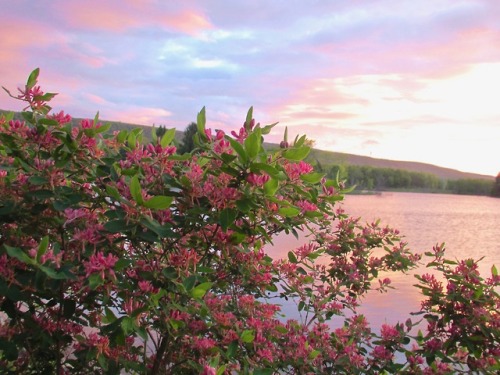 geopsych:I took a few pictures of this shrub that morning.