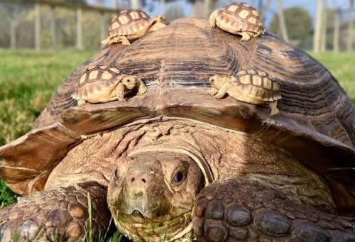 obscure-kitten:A 141-year-old momma tort, with her 3-weeks-old...