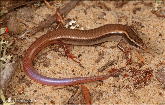 bluetail mole skink
