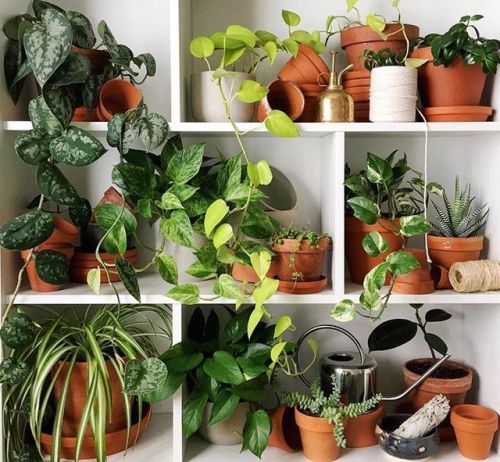 tropicalhouseplants:shelfie by Cree Ryan