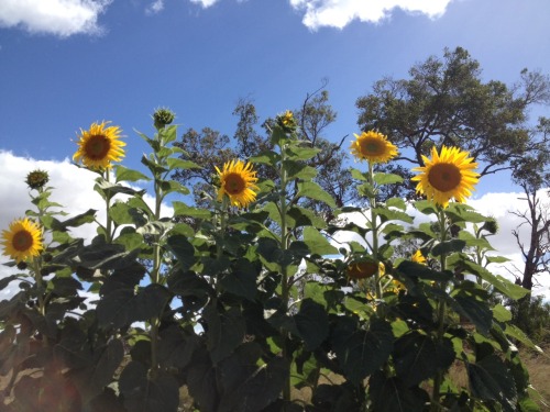 flowerfaeriee:sunflowers.