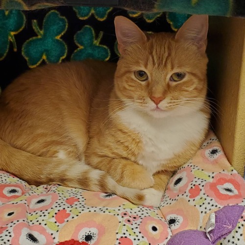 shelterpetproject
