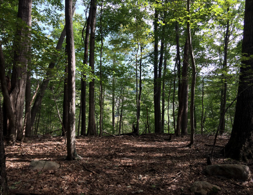 emerald-of-the-eight:9/30/18 Following the ridge trail