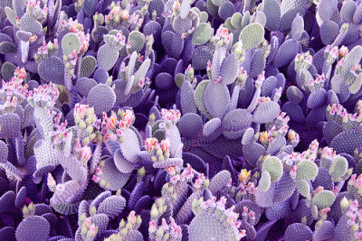 purple cactus