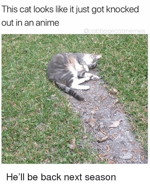 memehumor:Nooooo cat-kun