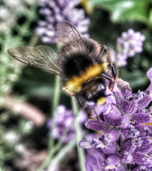 24/52. Bumble