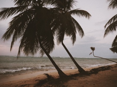 Des Cocotiers Sur La Plage Caravelle à Sainte Anne Guadeloupe Caraïbes