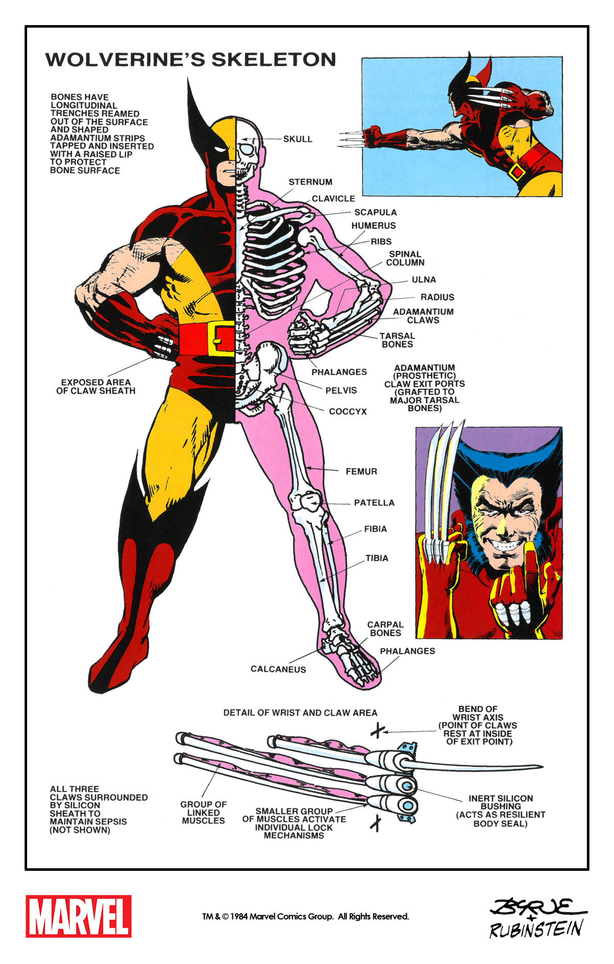 The Marvel Comics of the 1980s — themarvelproject: Wolverine’s skeleton ...