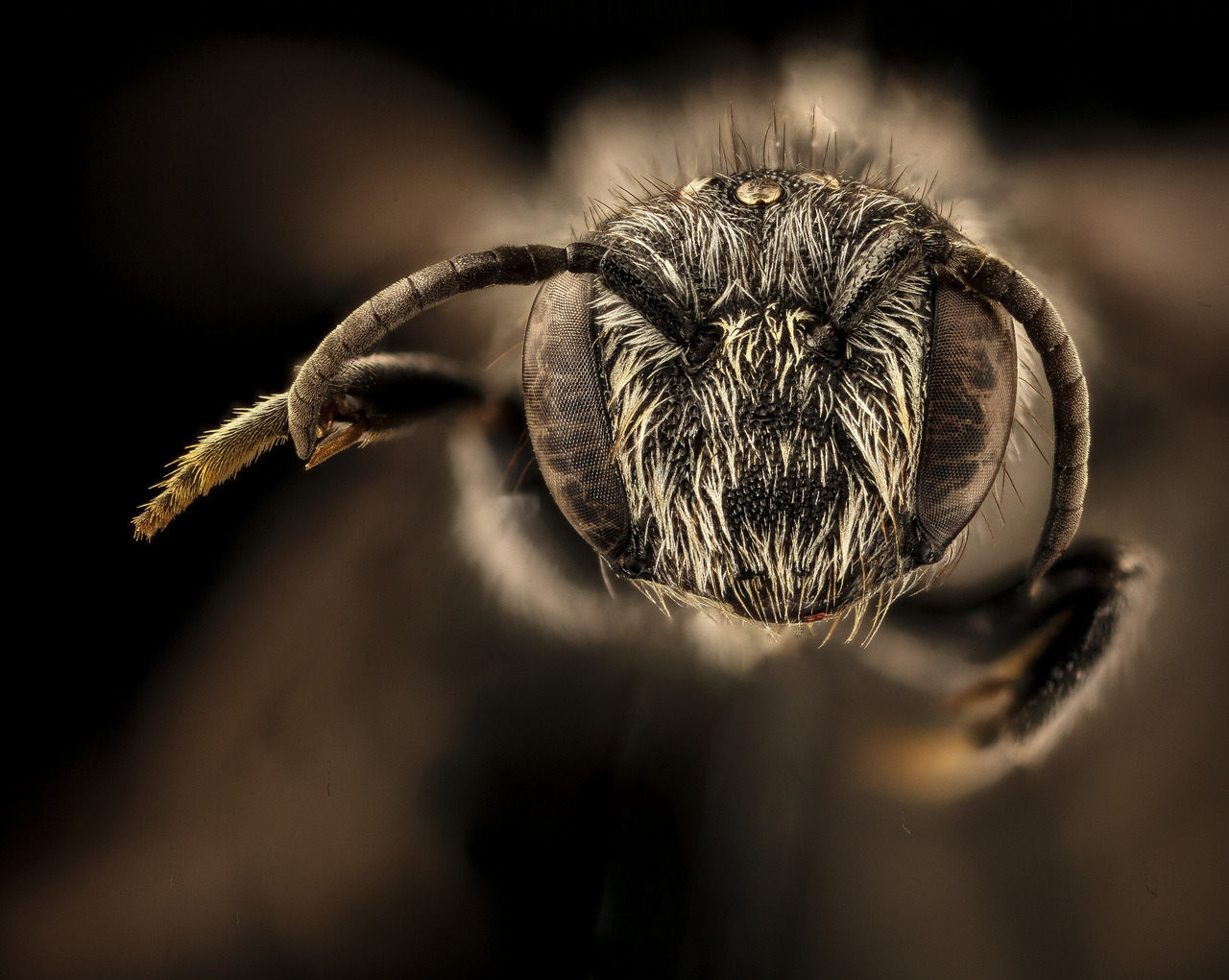 USGS Native Bee Lab — Stelis subemarginata An uncommon nest parasite of...